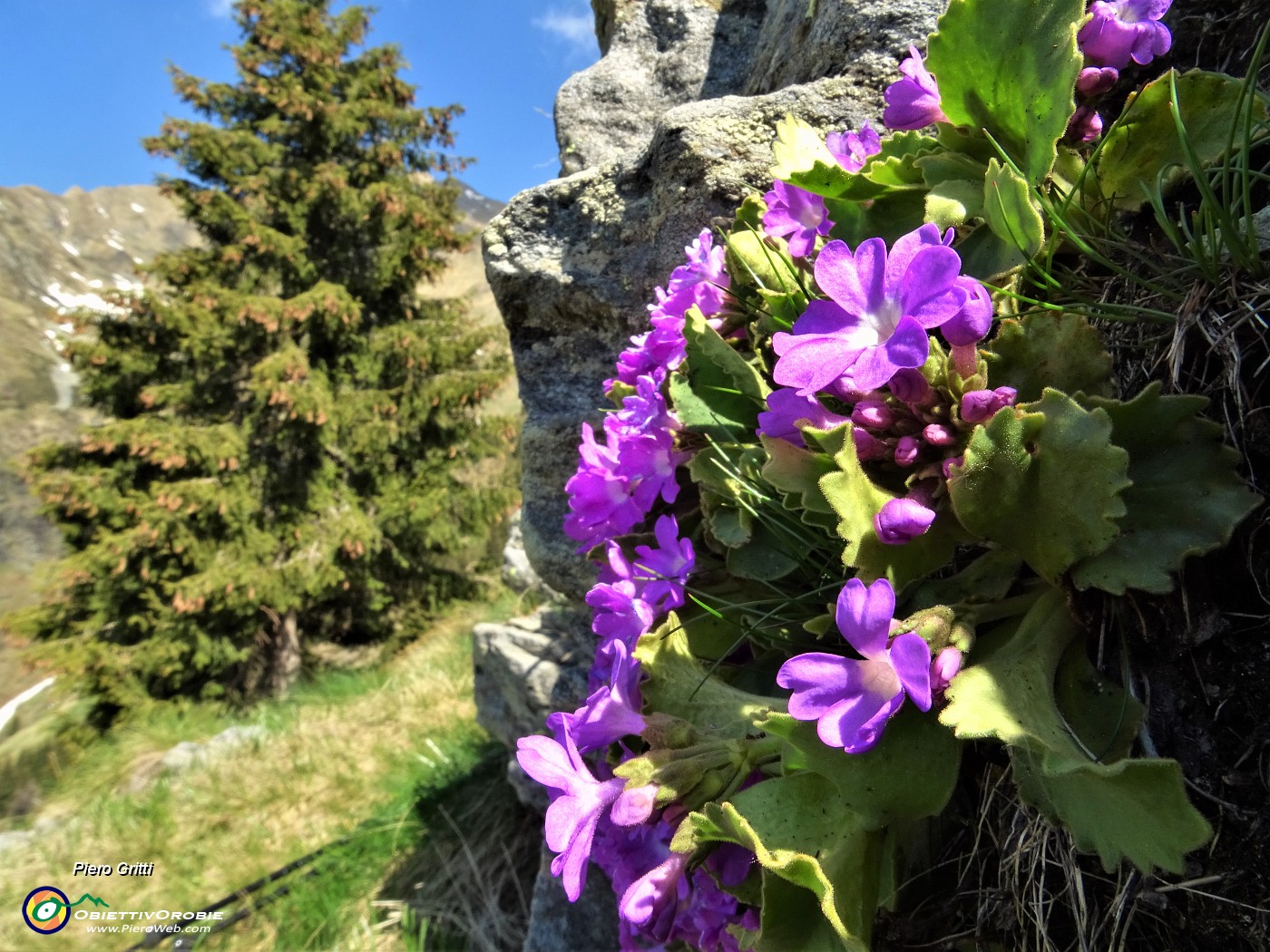 23 Primula irsuta (Primula hirsuta).JPG